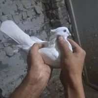 کبوتر سفید