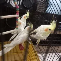 جوجه عروس هلندی لوتینو