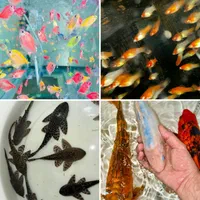 فروش انواع ماهی گیاهخوار|ماهی|مشهد, کلاهدوز|دیوار