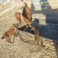 بز دوقلوزا بادوبزغاله|حیوانات مزرعه|سراوان, |دیوار