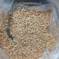 تخم کتان گوش دنی اردبیل عدس لوبیاقرمز و چیتی