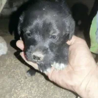 واگذاری توله نر قهدریجانی