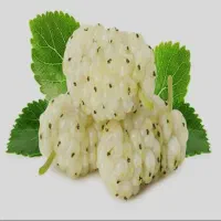 نهال توت هرات|خدمات باغبانی و درختکاری|تاکستان, |دیوار