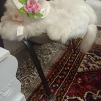 گربه موزیکال و خرسی