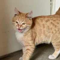 گربه کوچک نارنجی محدوده هاشمیه گم شده