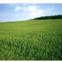 ۲.۲ هکتار زمین برای کشت سیر به اجاره داده میشود