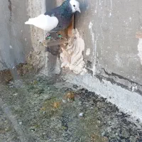 سه عدد حیون قلدور صید|پرنده|بوئین زهرا, |دیوار