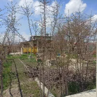 نهال درخت آلبالو