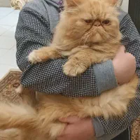 گربه ماده گارفیلد جهت جفتگیری نیاز دارم