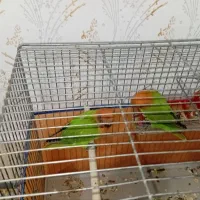 جفت طوطی برزیلی