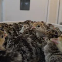 جوجه یکروزه و سی روزه بوقلمون