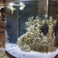 آکواریوم آب شور سفارشی ماهیران|ماهی|میانه, |دیوار