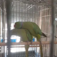 یکجفت ملنگو با دو عدد جوجه