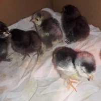 جوجه مرندی کوکو|حیوانات مزرعه|تبریز, |دیوار