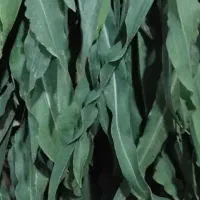 یلمی تازه وسبزی اش و ترشی کیلوی ۱۲۰