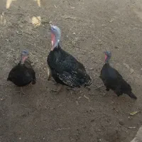 ۳عدد بوقلمون