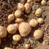 فروش سیب زمینی تناژ بالا با بهترین کیفیت|عمده‌فروشی|شیراز, تلخ داش|دیوار