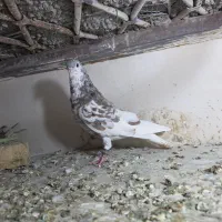کبوتر مخصوص خاص پسندها