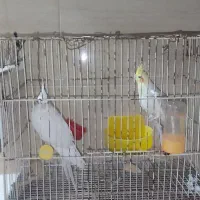 دو جفت عروس هلندی مولد