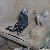 کفتر دم سفید