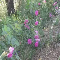 غنچه وگل تازه