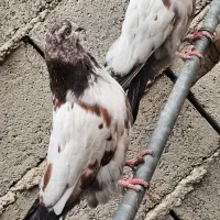 سرخ نوک قنار کله سرخ نوک چفت کله ای کله دم سبز|پرنده|خزل, |دیوار