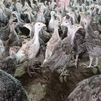 فروش جوجه بوقلمون برنز