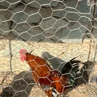 خروس گلین|حیوانات مزرعه|کرج, عظیمیه|دیوار