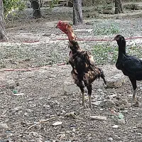 تخم نطفه دار لاری