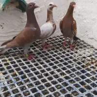 نر کارل میولمنز