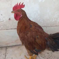 جوجه محلی بزرگ