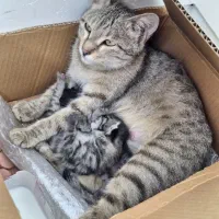 واگذاری گربه مادر به همراه دو نوزاد