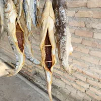 انواع ماهی شور خشک دریایی تازه مال امسال|خوردنی و آشامیدنی|گمیشان, |دیوار