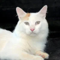 واگذاری گربه  خانگی