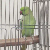 طوطی ملنگو نر|پرنده|کازرون, |دیوار