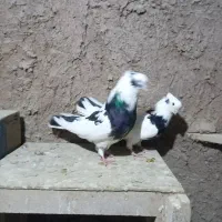 کبوتر سیاتی|حیوانات|کرمانشاه, |دیوار