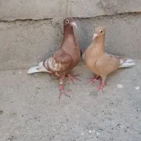 کارل میوملز کاکلی دم سفید عتیقه|پرنده|مه ولات, |دیوار