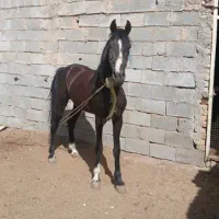 اسب|اسب و تجهیزات اسب‌سواری|اراک, |دیوار