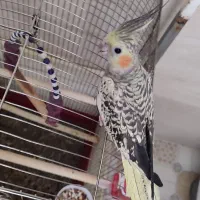 عروس هلندی نر.