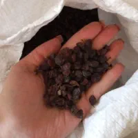 کشمش آفتابی