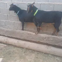 دوراس بزغاله نر و ماده مورسیا. فروشی