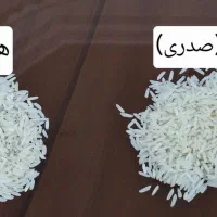 برنج دم‌سیاه، هاشمی