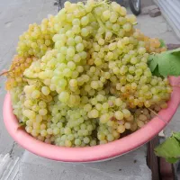 فروش انگور کشمش