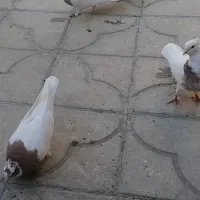 فروش سی عدد طوقی همه مدل دونه ای 500 هزار تومان|پرنده|استهبان, |دیوار