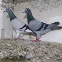 ده تا سبز مسافتی آخر کبوتر