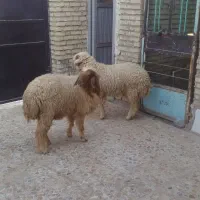 بره ماده