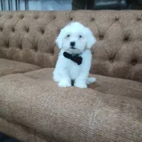 سگ آپارتمانی با ادب حرف گوش کن