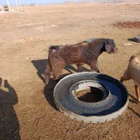 کهره چپش، پازن ناز