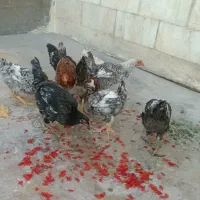 فروش ۶عدد جوجه محلی