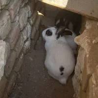 واگذاری خرگوش سه تا|موش و خرگوش|محمدیه-قزوین, |دیوار